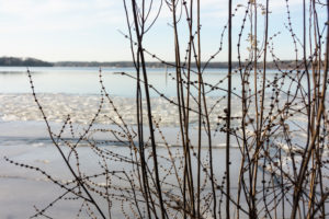 Berlin, Wannsee, Winter, Strauch Berlin, Wannsee, Winter, Strauch